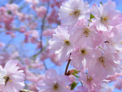 blossom